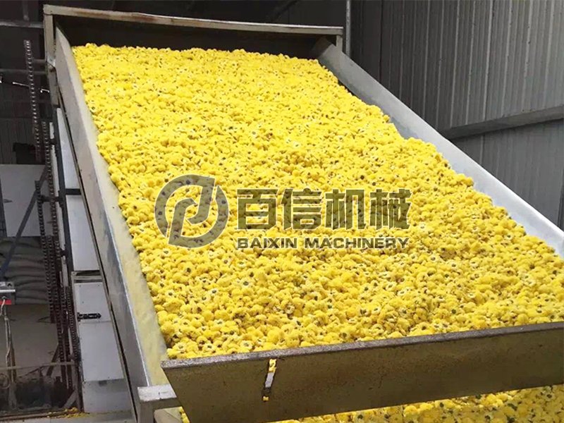 皇菊烘干機-皇菊烘干設備-皇菊