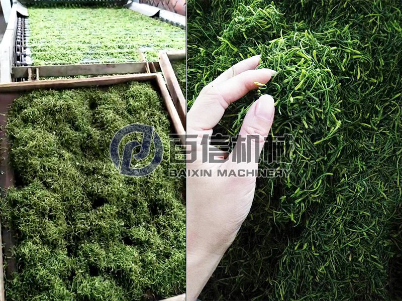 金銀花烘干機-金銀花烘干設備
