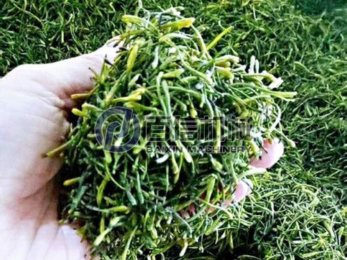 關于金銀花你了解多少？金銀花烘干加工