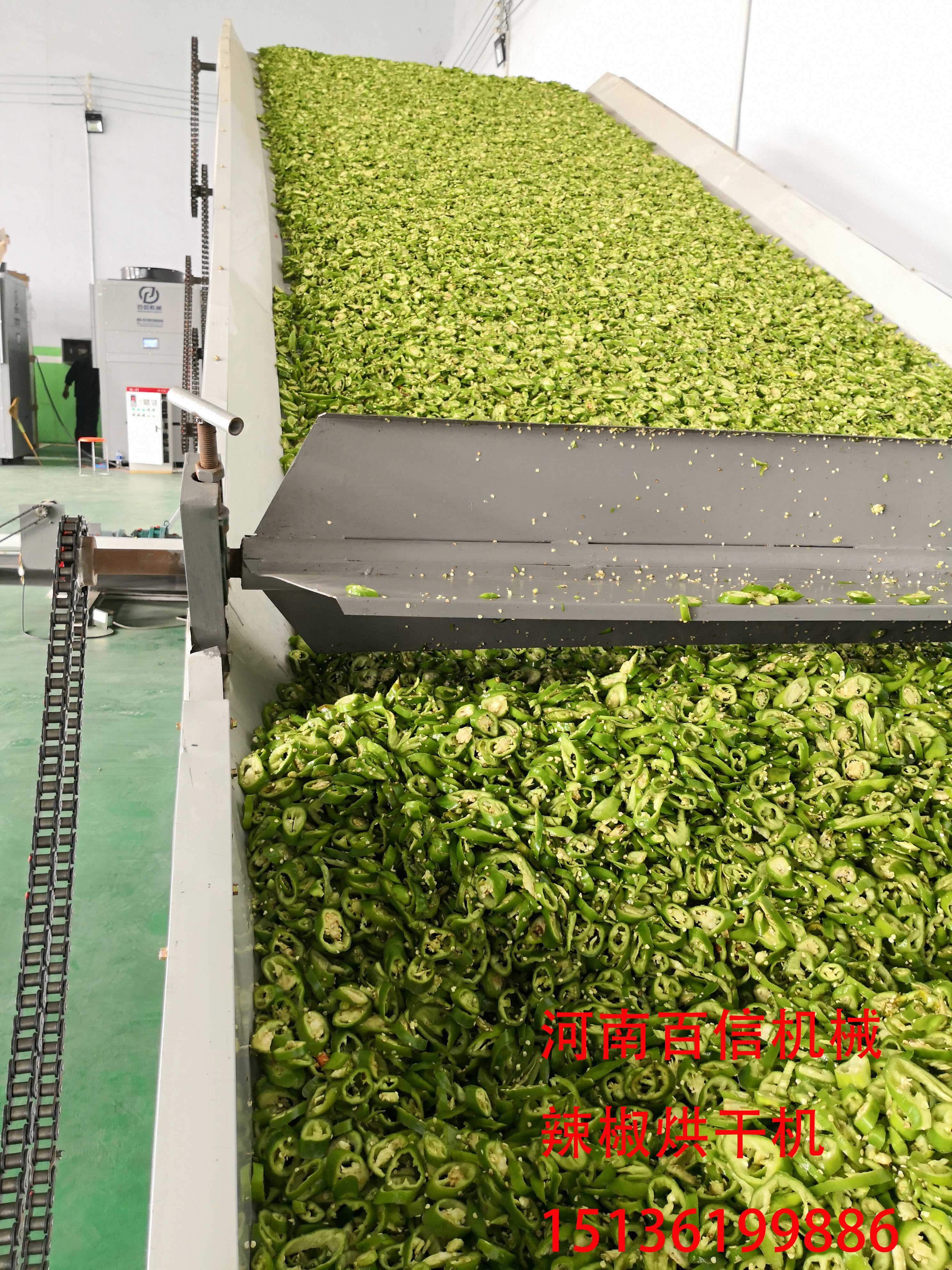 辣椒圈烘干設備加工現場