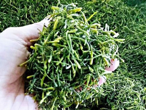  如何選擇金銀花烘干機？金銀花烘干設備有哪些？