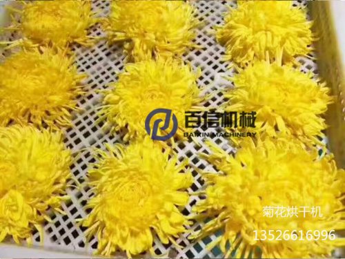 如何利用菊花烘干機烘出優質菊花？