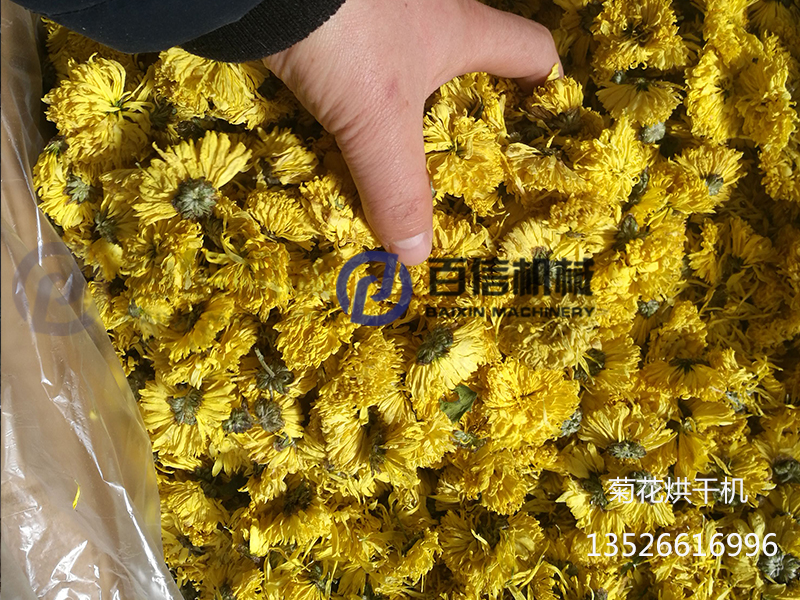 皇菊烘干機(jī)2