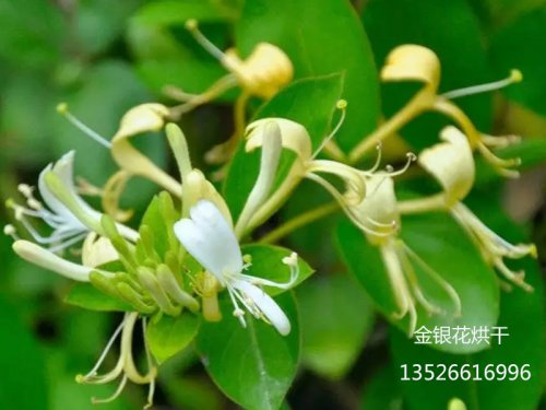  金銀花烘干產業商機無限